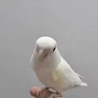 ببغاء روز اليف