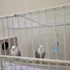 اجواز روز اليفه