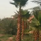 3 نخلات واشنطن للبيع