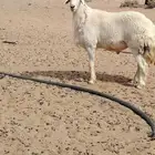 فحل حري صنف فاخر مشروط قريع توه مثني