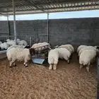 ذبايح نعيمي حري سواكني توجد الاسعار