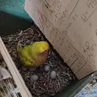 زوج فايلوت بصحه ممتازه