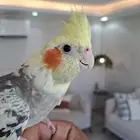 أنثى كروان اليفه ومنتجه