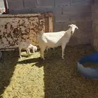 للبيع مواعز جنوبيه