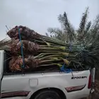 اتوصل   يوجد لدينا جميع انواع النخيل المثمر وازينه