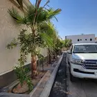 النخل على أصوله