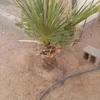 نخيل أمريكي عدد 5 مختلف الاطوال من متر واقل