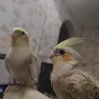 ذكور كروان هدد داخلي