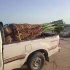 نخل زينه واشنطن جميع المقاسات متوفره اتوصل