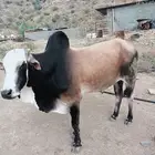 ثور بلدي عمره 3 سنوات