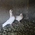جوز كوري