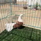 انثى رستوف مكتف