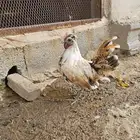 ديكين حباحب