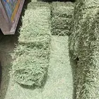 برسيم صافي