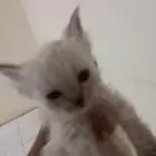 قطط للبيع شهر واسبوع والباقي ماكملت شهر صحتها