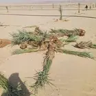 يوجد لدينا فسايل نخيل خلاص حساء اسعار مناسبه
