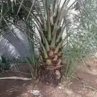 نخل نبتت على للبيع
