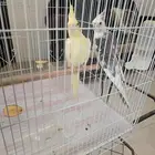 جدة عند كوبري القاعده