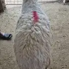 للبيع غنم حيل مقفلة شحم ولحم