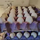 بيض بلدي صالح للأكل صفار وإيضا أبو صفارين