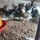 صوص بلدي جميع الالوان