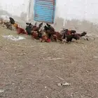 دجاج بلدي للبيع العدد تقريبا  40