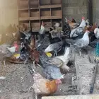 دجاج بياض فيومي شبابي وبلدي