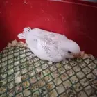 فرخ روز البينو غر ((تم البيع))