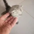 قط عمرها 3 اسبيع ما شاء الله جميله المكان الوصليه السيل الص
