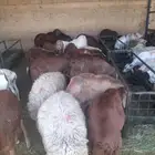 قعدان ونعيمى وسواكنى وبربرى وتيوس