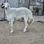 خروف حري ثني