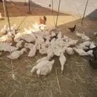 بط بكيني العدد 60 المكان الوصليه السيل الصغير الطايف