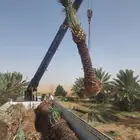 مقاول جميع أعمال النخيل