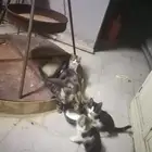 قطه بعيالها للتبني بتصتاد اي شئ في المكان
