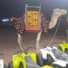 اجار جمال رحول وخيل باليوم والاسبوع والشهر