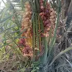 نخل مثمر نخيل للبيع خلاص برحي سكري روثان صقعي مجدول