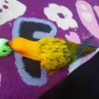 صن كنيور