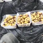 تنظيف النخيل الواشنطني والعربي وخراف التمر