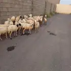 رخال وخرفان العدد 39