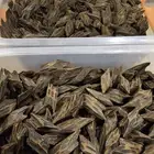 عرض تصفية كيلو تايقر بيور 950