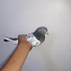 باكستاني أنثى تيديه