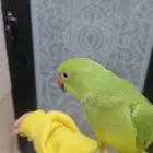 دره هنديه تربيه بداية كلام