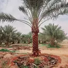 جميع انواع النخل المثمر من 3 متر الى مترين ونص