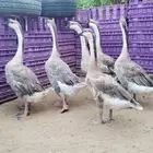 وز عراقي اصيل الكوبرا للبيع