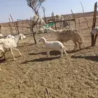 هرافى لباني حري بري