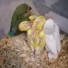 فروخ روز
