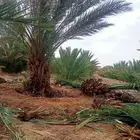 للبيع نخل كبير وصغير وتوريد كميات