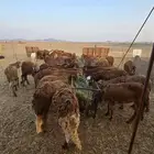 ذبايح طليان حريه وسواكن تربيه