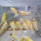 فروخ فرخ كناري سوري(تم البيع)