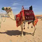 السلام عليكم ورحمة الله يتوفر عندنا اجار جمال بي اليوم